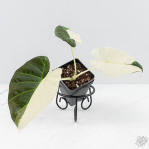Alocasia 'Regal Shields' albo variegated (wk29-C)