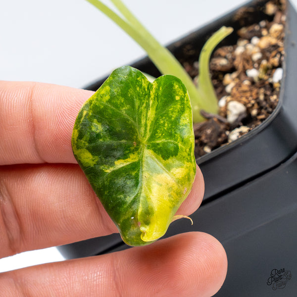 Alocasia 'Regal Shields' Aurea Variegated (wk48-J)