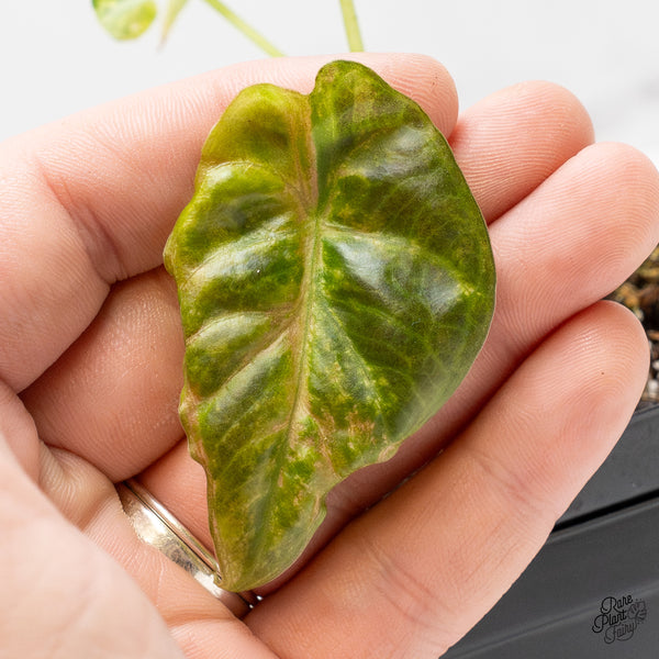 Alocasia 'Regal Shields' Aurea Variegated (wk48-J)