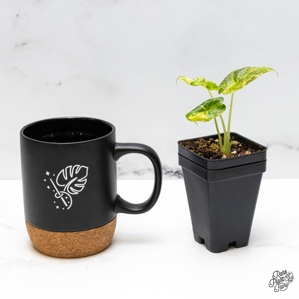 Alocasia 'Regal Shields' Aurea Variegated (wk48-J)