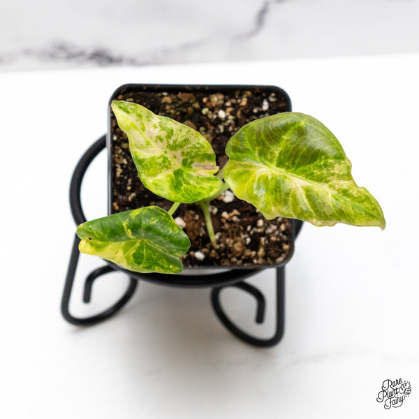 Alocasia 'Regal Shields' Aurea Variegated (wk48-J)