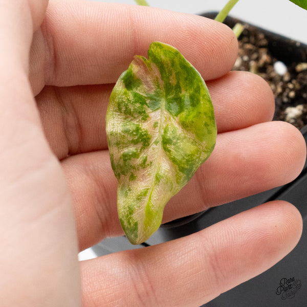 Alocasia 'Regal Shields' Aurea Variegated (wk48-J)