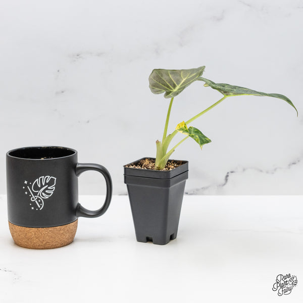 Alocasia 'Regal Shields' Aurea Variegated (wk49-C)