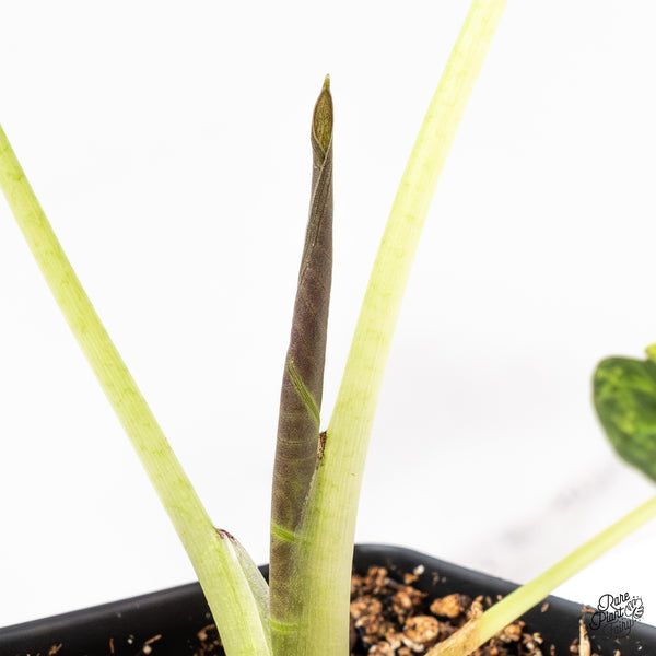 Alocasia 'Regal Shields' Aurea Variegated (wk44-D) *Corming size*