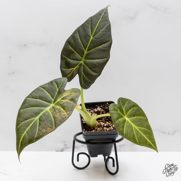 Alocasia 'Regal Shields' Aurea Variegated (wk46-O)