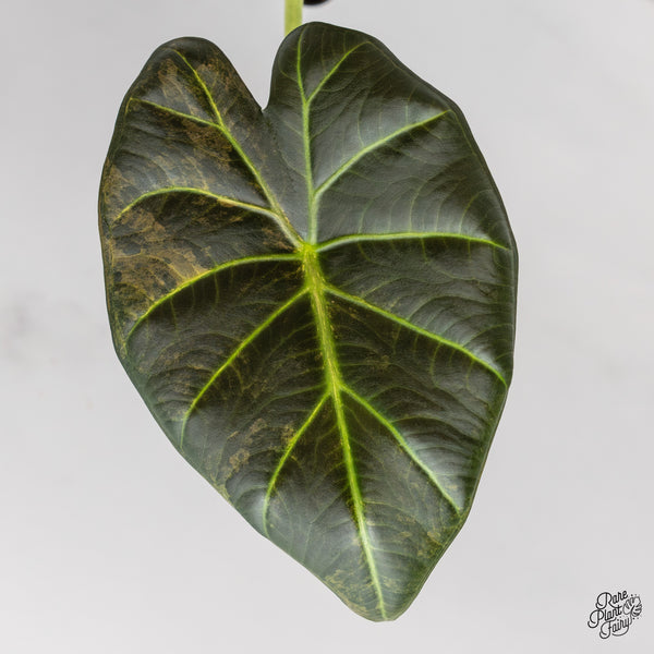 Alocasia 'Regal Shields' Aurea Variegated (wk47-S)