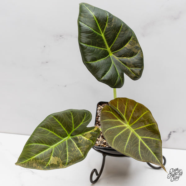 Alocasia 'Regal Shields' Aurea Variegated (wk47-S)