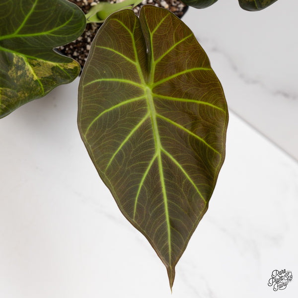 Alocasia 'Regal Shields' Aurea Variegated (wk47-S)