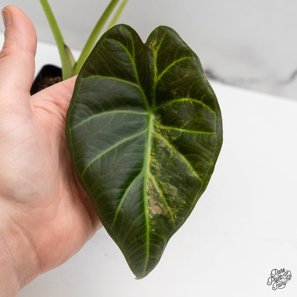 Alocasia 'Regal Shields' Aurea Variegated (wk52-P)