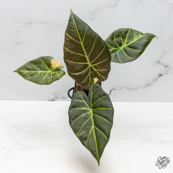 Alocasia 'Regal Shields' Aurea Variegated (wk52-P)