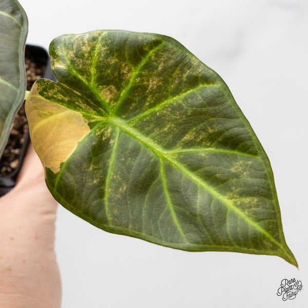 Alocasia 'Regal Shields' Aurea Variegated (wk52-P)