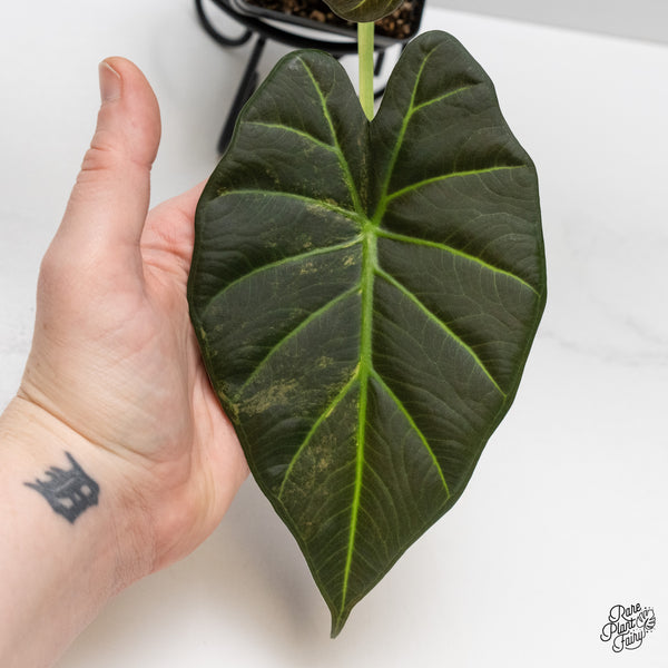 Alocasia 'Regal Shields' Aurea Variegated (wk52-P)