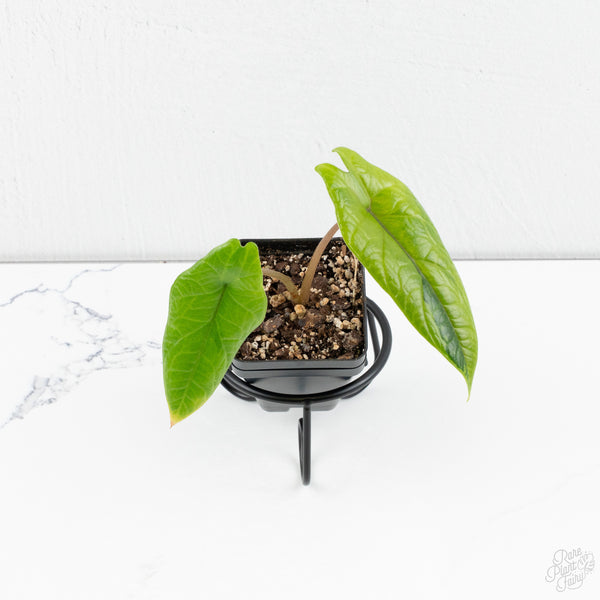 Alocasia 'Scalprum' Aurea Variegated (wk9-UG)