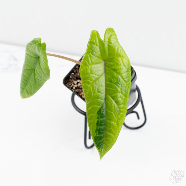 Alocasia 'Scalprum' Aurea Variegated (wk9-UG)