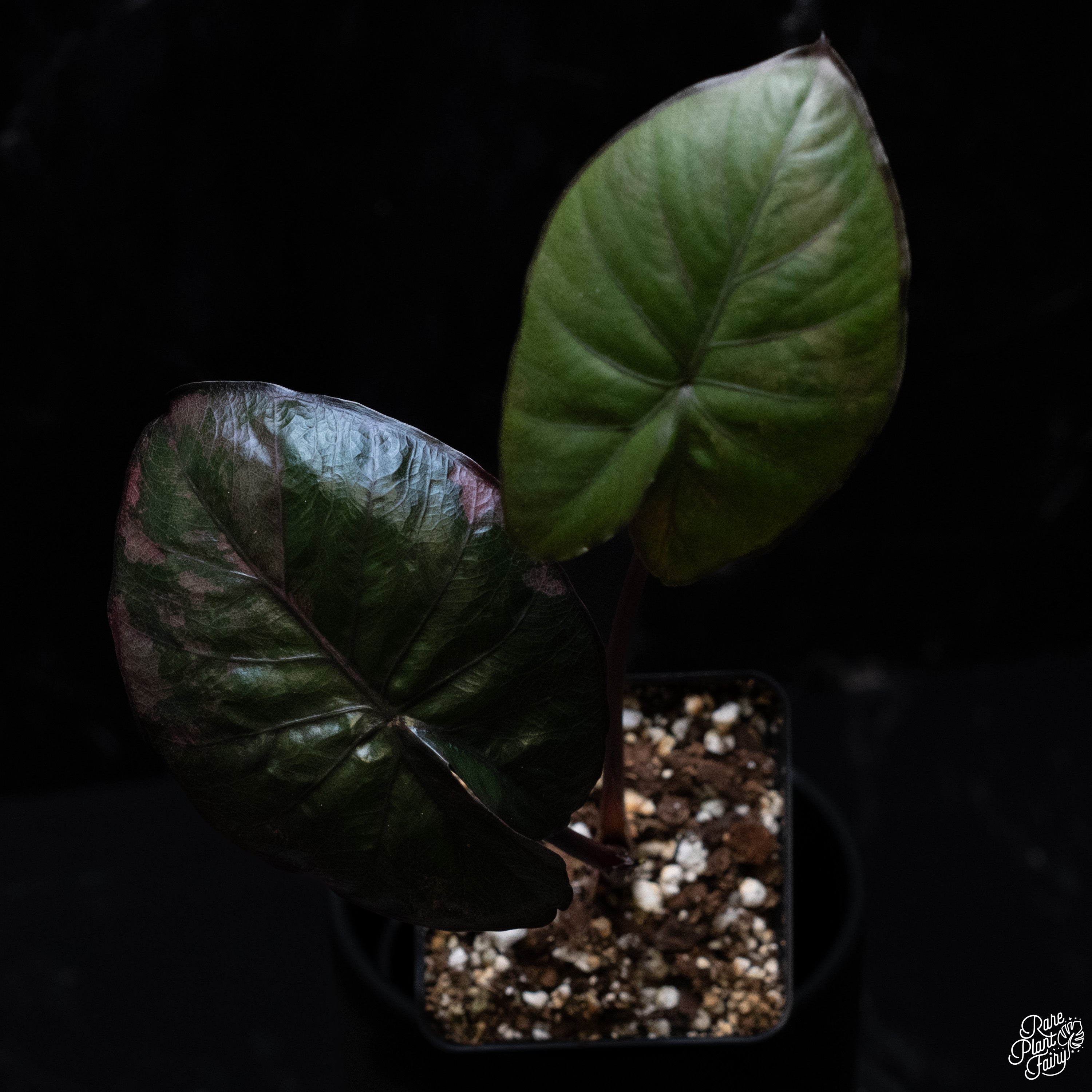 その他観葉植物 Alocasia serendipity Alocasia serendipity Variegated : r/RareHouseplants