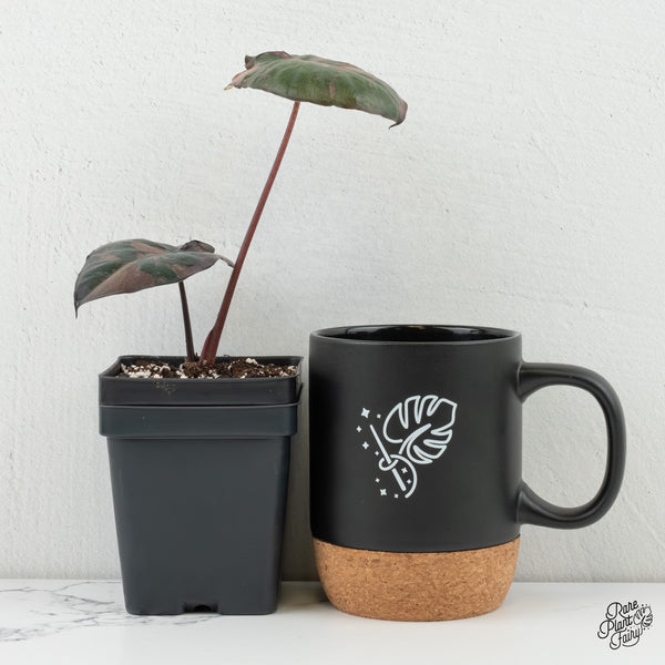 Alocasia 'Serendipity' Pink Variegated (wk6-Z)