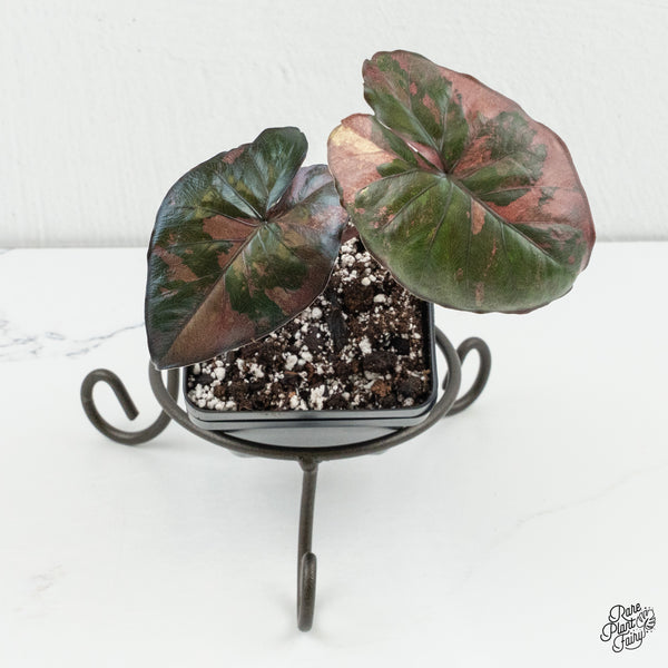 Alocasia 'Serendipity' Pink Variegated (wk6-Z)