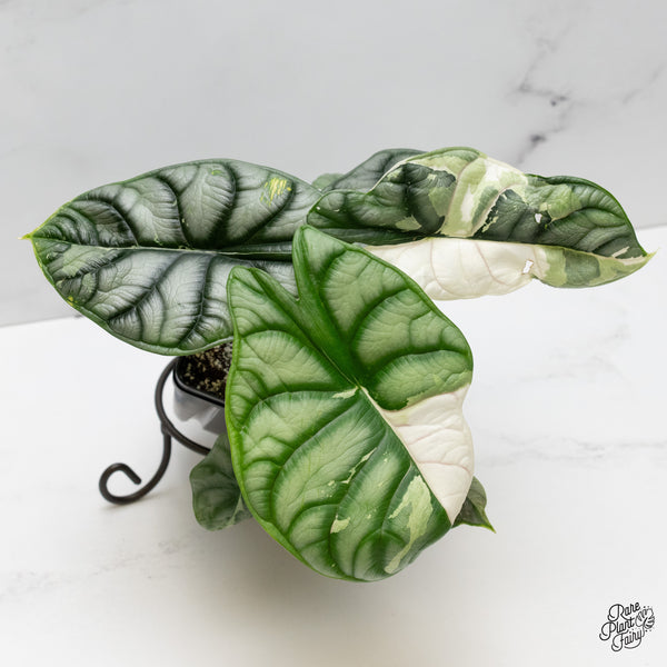 Alocasia 'Silver Dragon' Albo Variegated (wk52-Q) *Corming Size*
