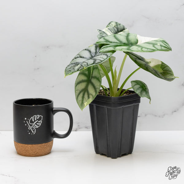 Alocasia 'Silver Dragon' Albo Variegated (wk52-Q) *Corming Size*