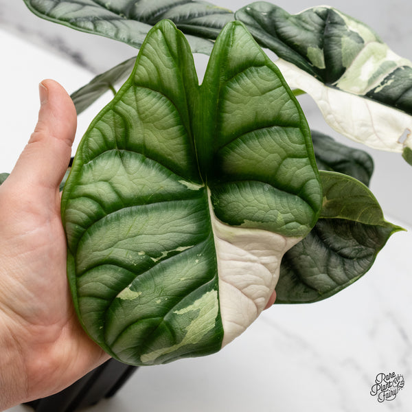 Alocasia 'Silver Dragon' Albo Variegated (wk52-Q) *Corming Size*