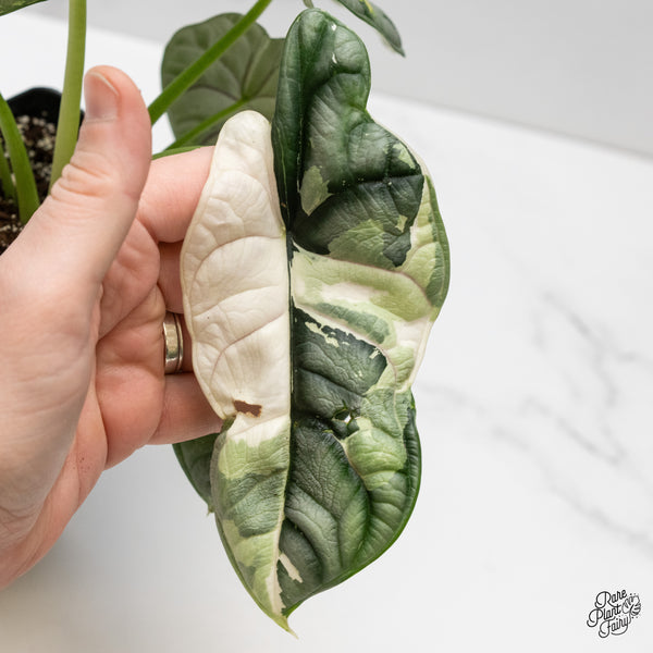 Alocasia 'Silver Dragon' Albo Variegated (wk52-Q) *Corming Size*