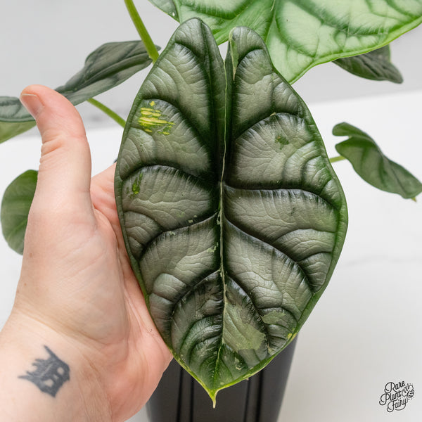 Alocasia 'Silver Dragon' Albo Variegated (wk52-Q) *Corming Size*