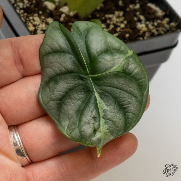 Alocasia 'Silver Dragon' Albo Variegated (wk52-Q) *Corming Size*