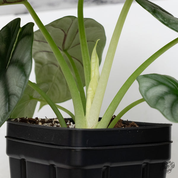 Alocasia 'Silver Dragon' Albo Variegated (wk52-Q) *Corming Size*