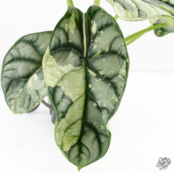 Alocasia 'Silver Dragon' Albo Variegated (wk6-V) *Corming Size*