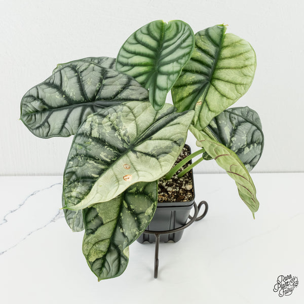 Alocasia 'Silver Dragon' Albo Variegated (wk6-V) *Corming Size*