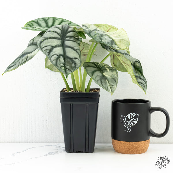 Alocasia 'Silver Dragon' Albo Variegated (wk6-V) *Corming Size*