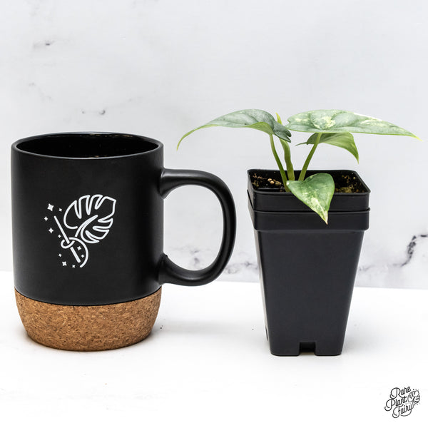 Alocasia 'Silver Dragon' Albo Variegated (wk46-L)