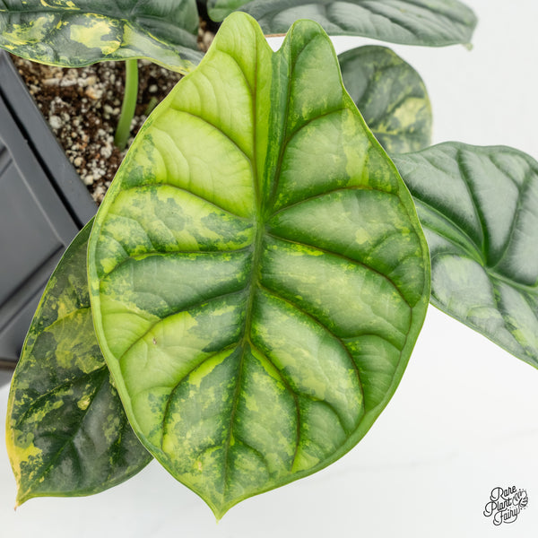 Alocasia 'Silver Dragon' Aurea Variegated (wk6-W) *Corming Size*