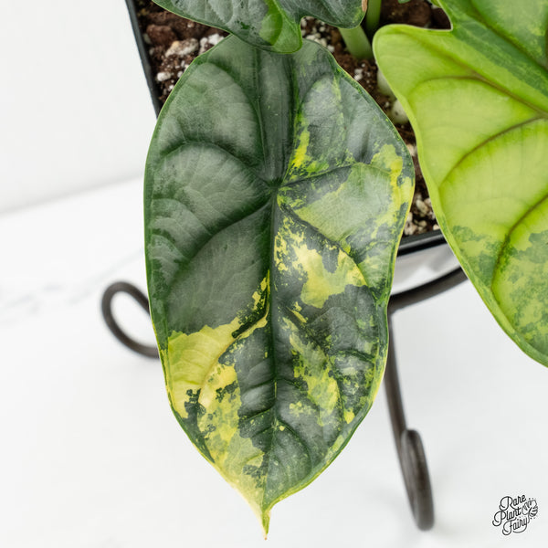 Alocasia 'Silver Dragon' Aurea Variegated (wk6-W) *Corming Size*