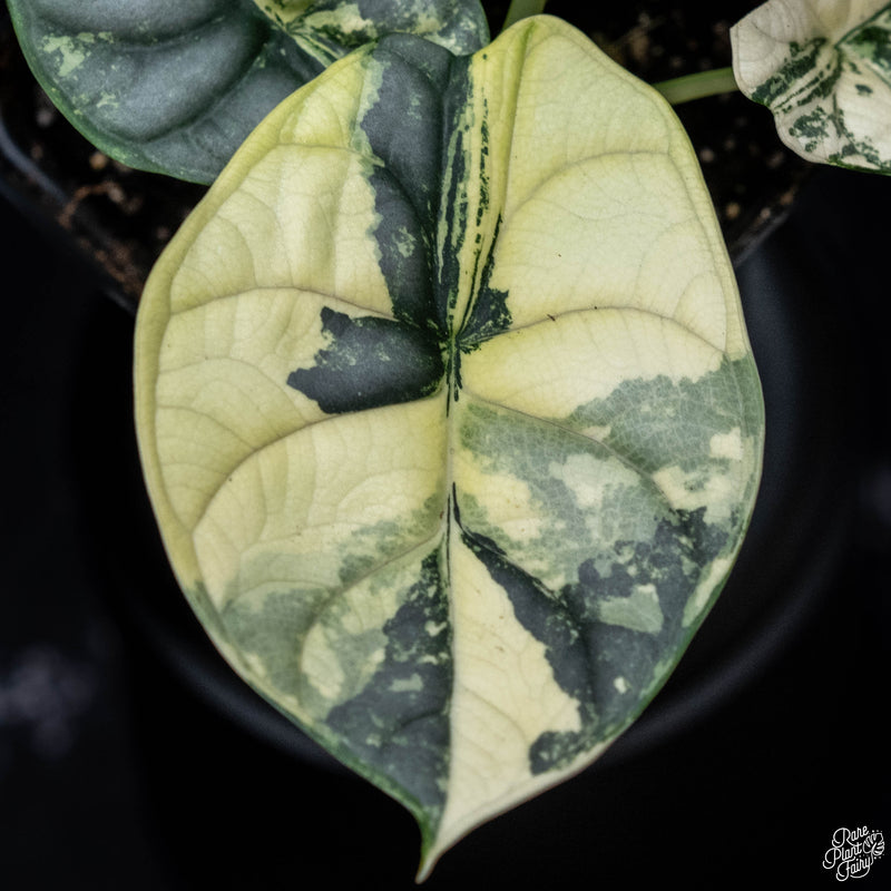 Alocasia 'Silver Dragon' albo variegated *Grower's Choice*