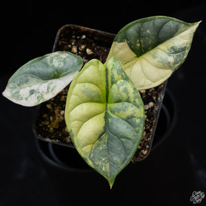 Alocasia 'Silver Dragon' Albo Variegated