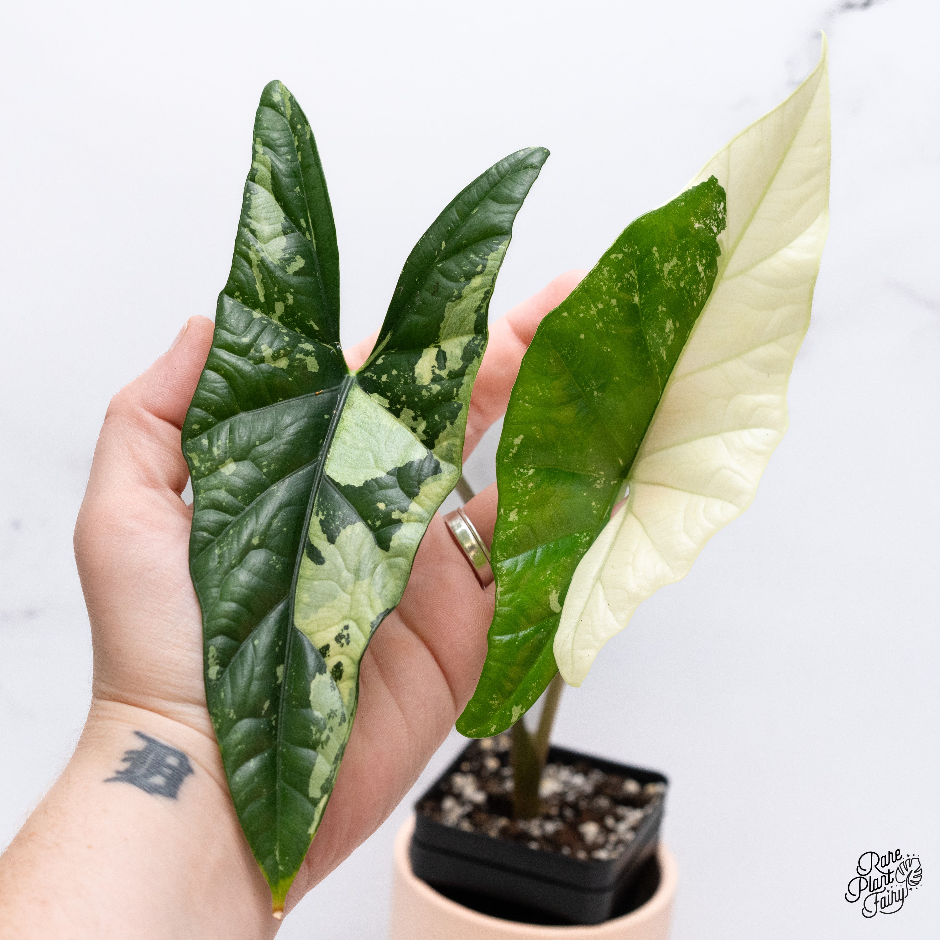 Alocasia Simpo Albo Variegatedアロカシア・シンポ・アルボ