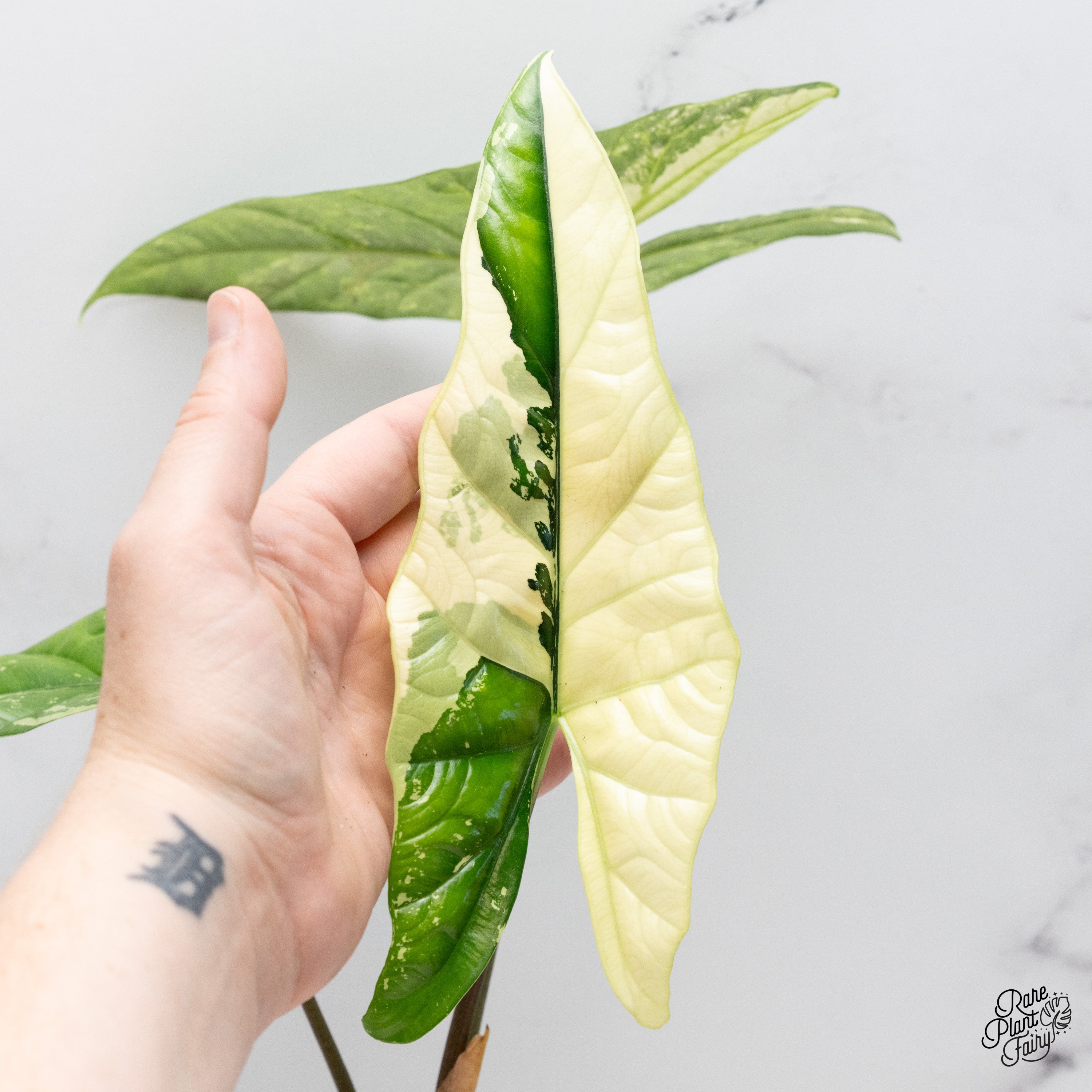 Alocasia 'Simpo' Albo Variegated (wk40-A) – Rare Plant Fairy