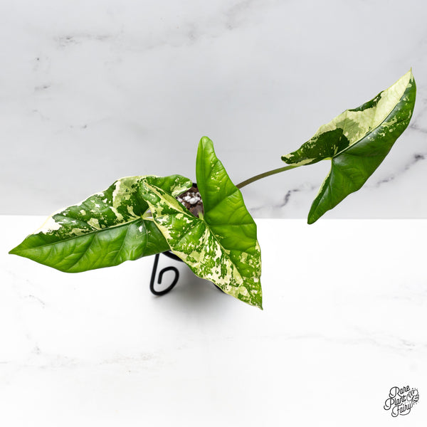 Alocasia 'Simpo' Albo Variegated (wk43-M)