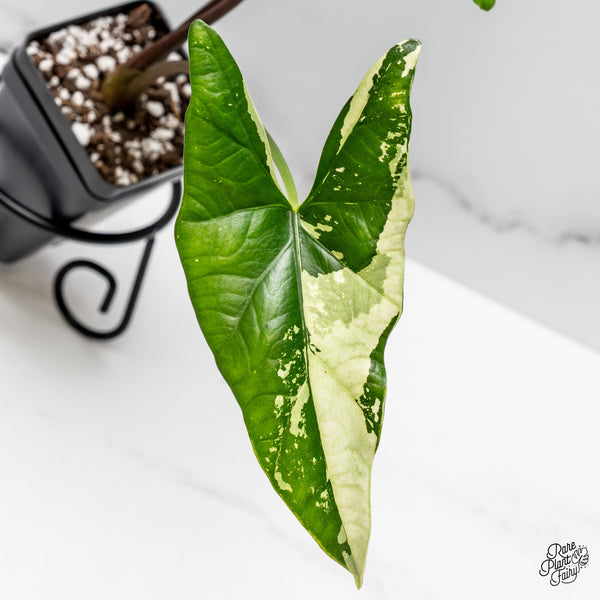 Alocasia 'Simpo' Albo Variegated (wk43-M)