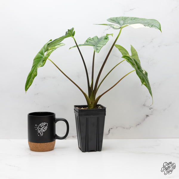 Alocasia 'Simpo' Albo Variegated (wk45-R) *Corming Size*