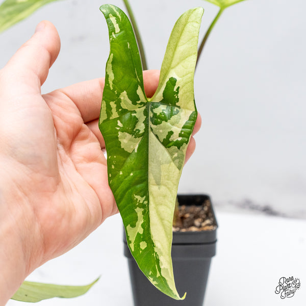 Alocasia 'Simpo' Albo Variegated (wk46-V) *Corming Size*