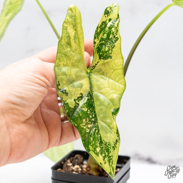 Alocasia 'Simpo' Albo Variegated (wk46-V) *Corming Size*