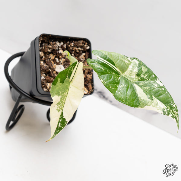 Alocasia 'Simpo' Albo Variegated (wk47-Q)