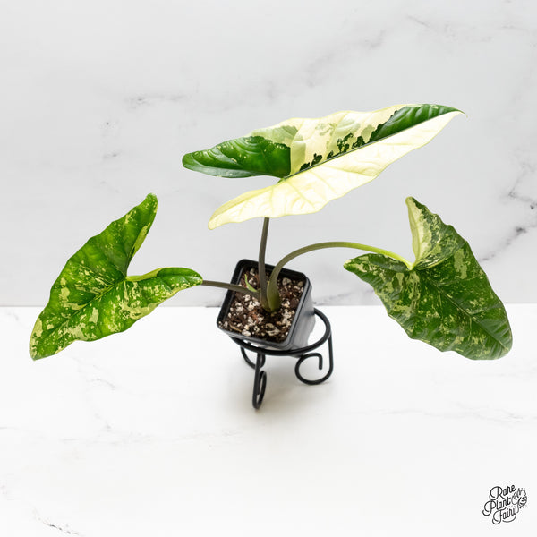 Alocasia 'Simpo' Albo Variegated (wk48-H) *Corming Size*