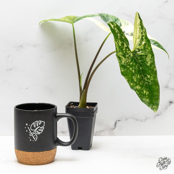 Alocasia 'Simpo' Albo Variegated (wk48-H) *Corming Size*