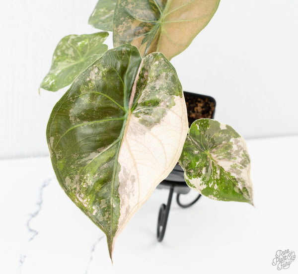 Alocasia 'Uhinkii' Albo/Pink Variegated (Previously Alocasia Wentii) (wk11-V)