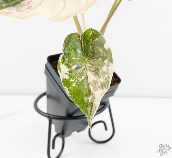 Alocasia 'Uhinkii' Albo/Pink Variegated (Previously Alocasia Wentii) (wk11-V)