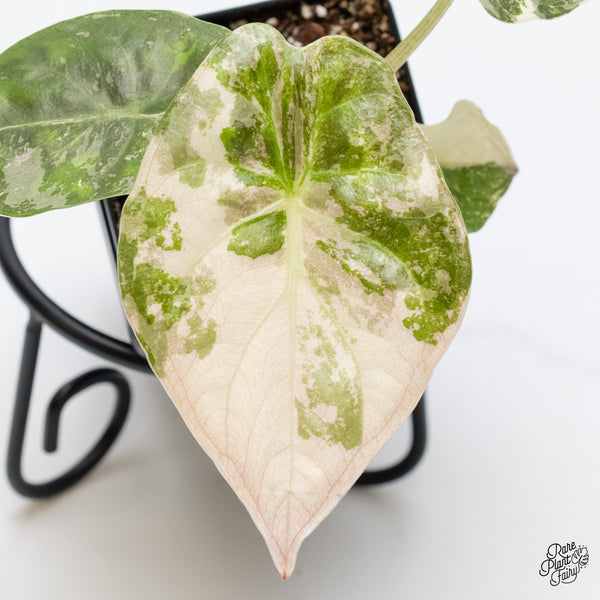 Alocasia 'Uhinkii' Albo/Pink Variegated (Previously Alocasia Wentii) (wk5-B)