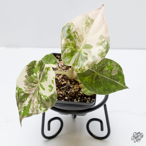 Alocasia 'Uhinkii' Albo/Pink Variegated (Previously Alocasia Wentii) (wk5-B)